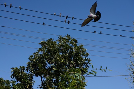 DSC02021鳩１羽と電線鳩.jpg