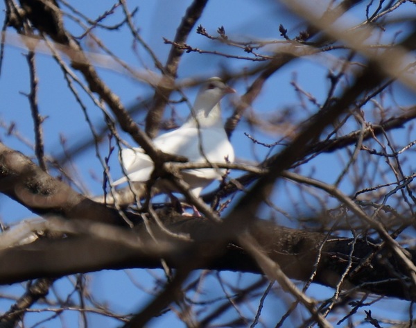 DSC03530木の上の白鳩.jpg