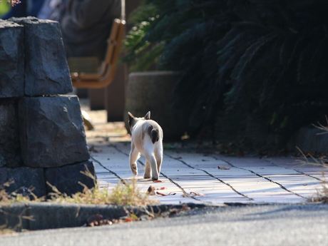 歩く猫_R.jpg