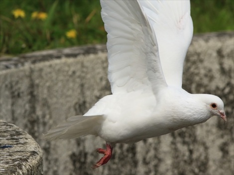 白い鳩１_R.jpg