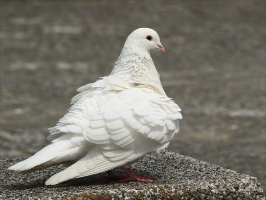 白い鳩３_R.jpg