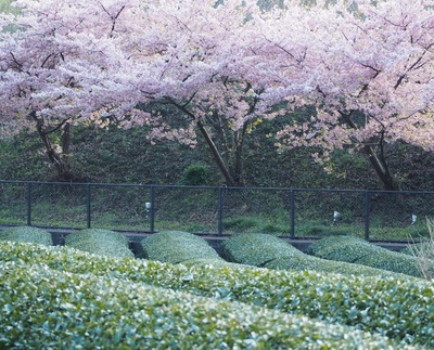 P3120224桜と茶畑no2.jpg
