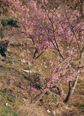 P3120234桜.jpg