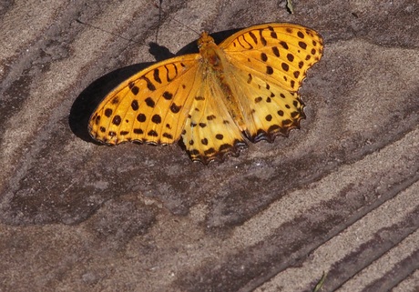 PA160234蝶です.jpg
